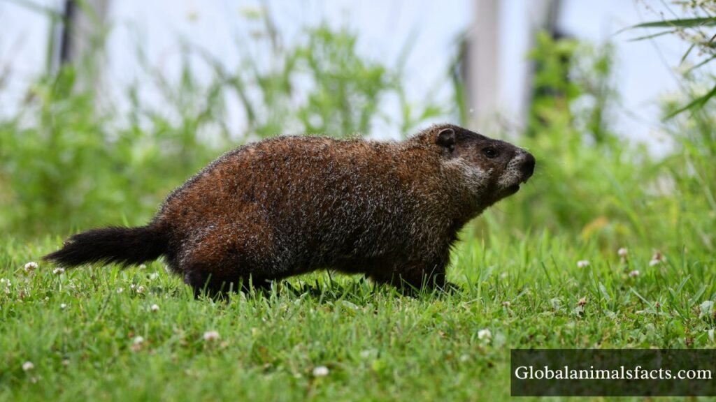 small squirrel like animal