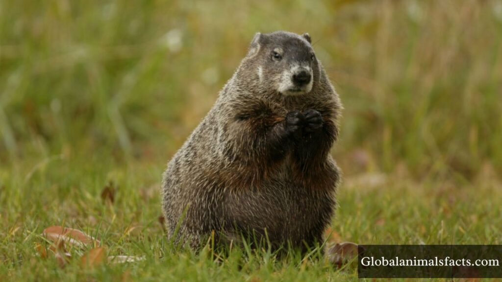 animals with tiny eyes