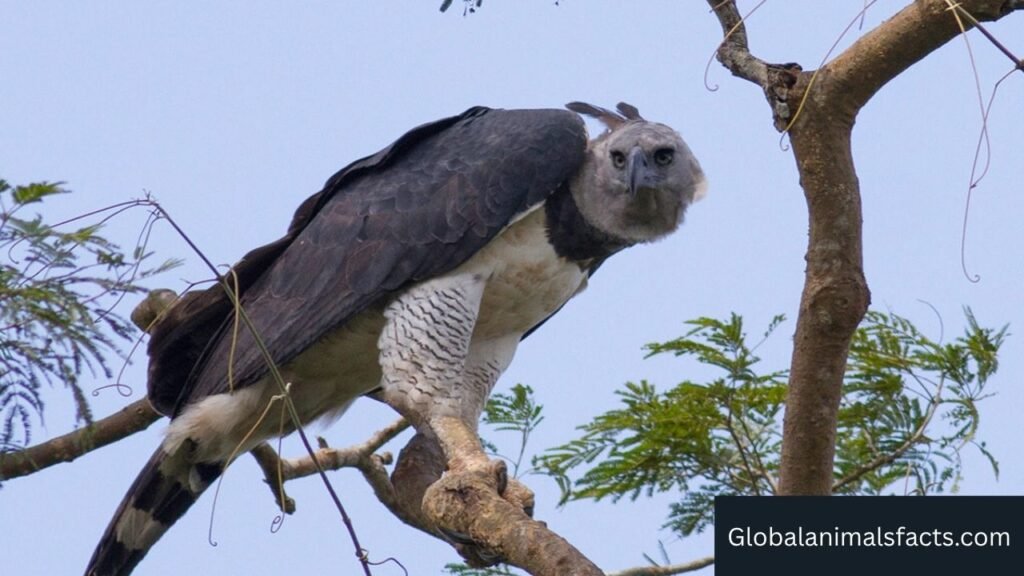 predators of monkeys