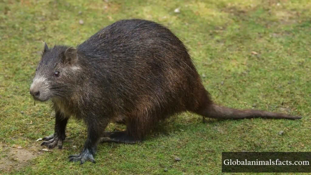 squirrel looking animals