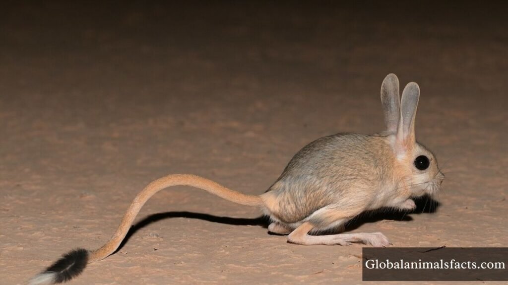 animals similar to squirrels