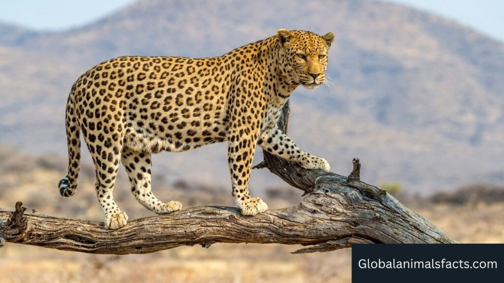 what animal eats monkeys