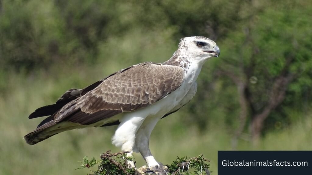 what eats monkeys in the rainforest
