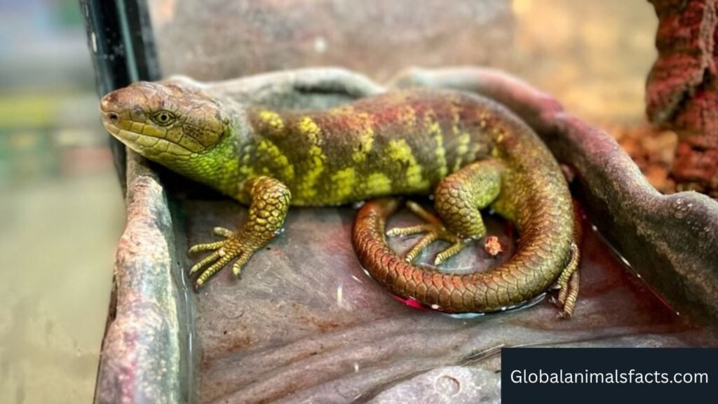 Animals with strong prehensile tails