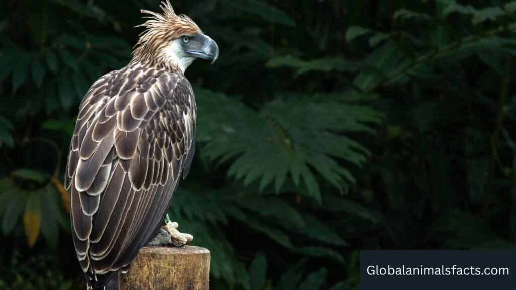 what are monkeys predators