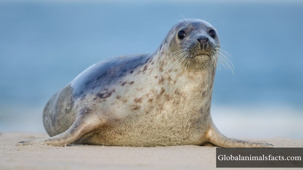 animals that are flexible