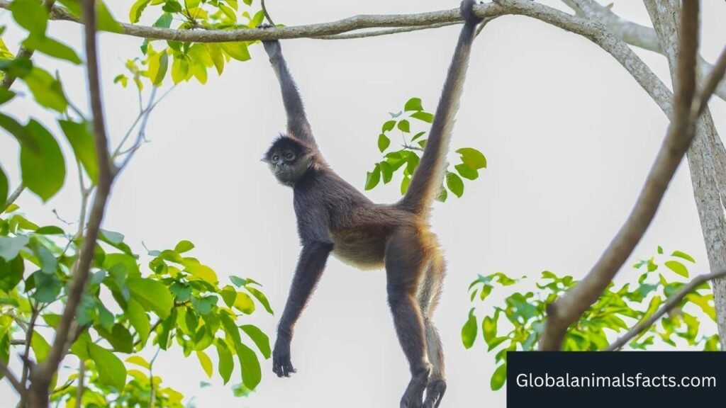 Animals that have prehensile tails