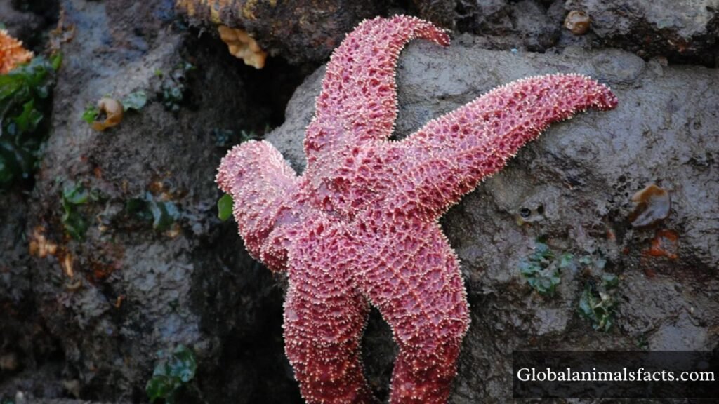 animal with small eyes