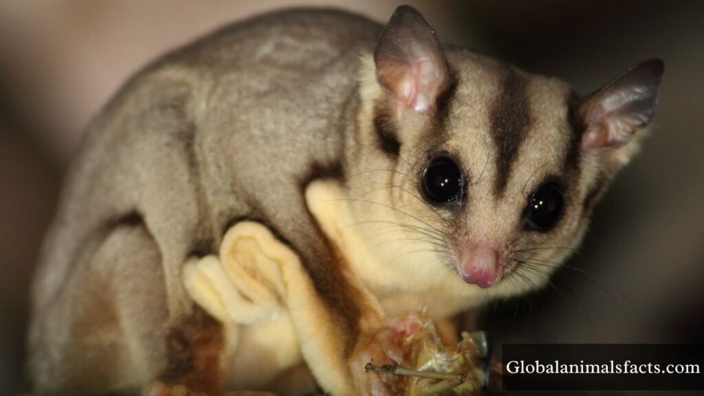 squirrel like animals