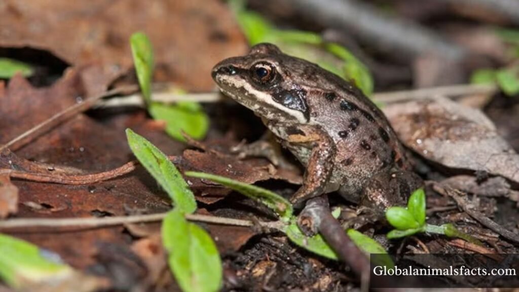 what animal hibernates in the winter