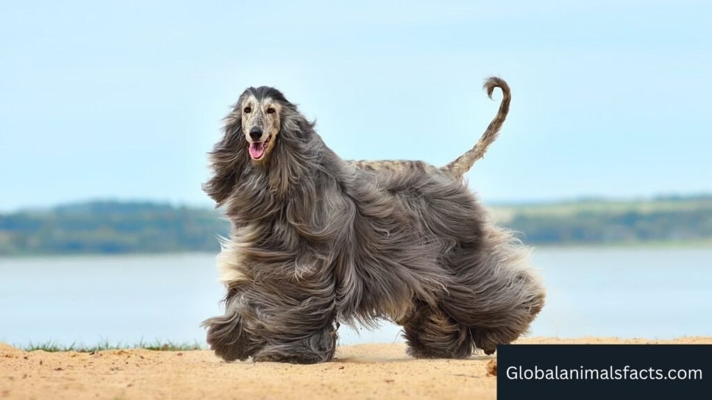 what animals have fur