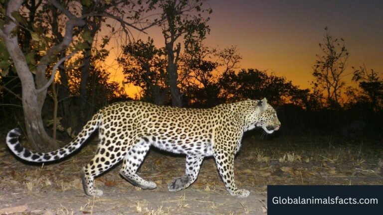 Animals That Can See in The Dark