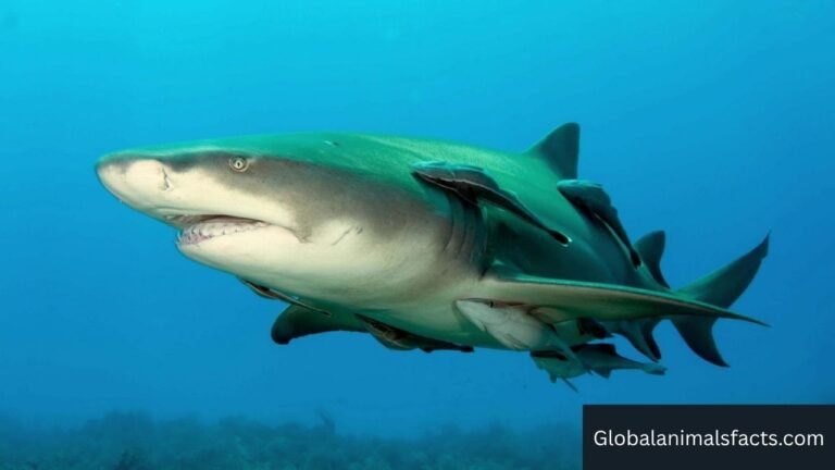 Animals That Swallow Their Food Whole