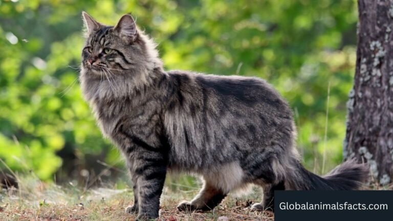 Animals With Fur