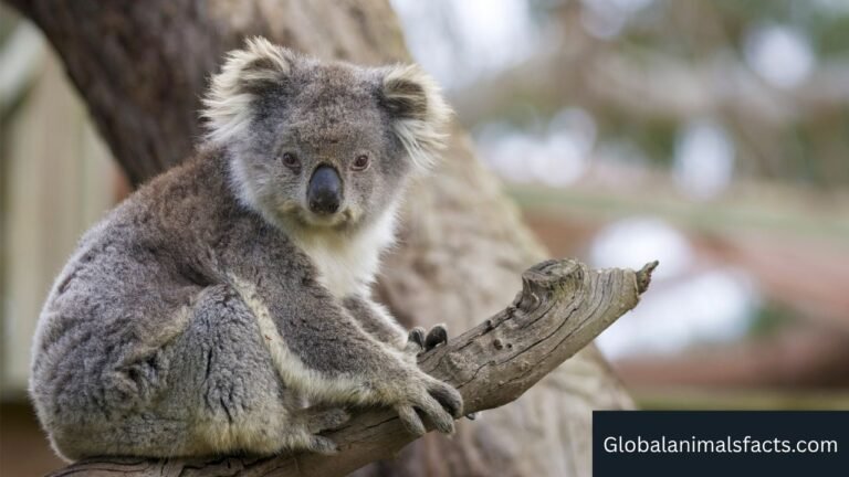 Animals With Pouches