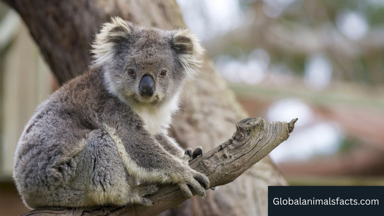 Animals With Pouches