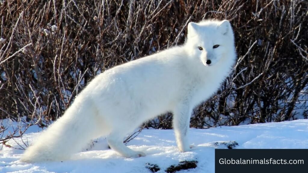 animal with fur