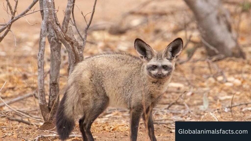 long eared animals