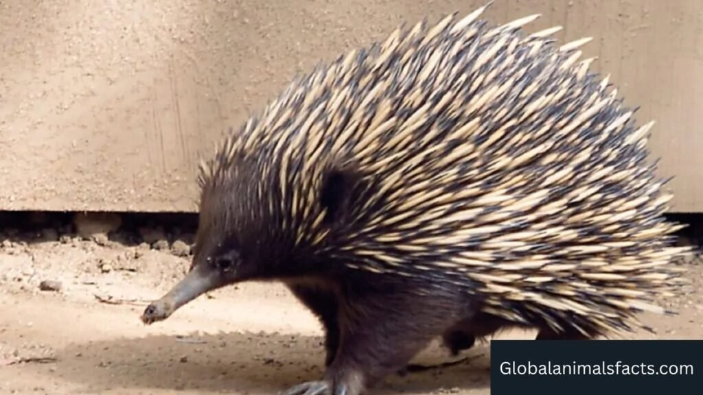 what animals have a pouch