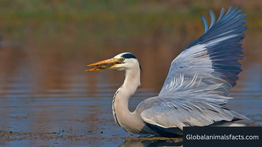 What are the animals that swallow their food whole