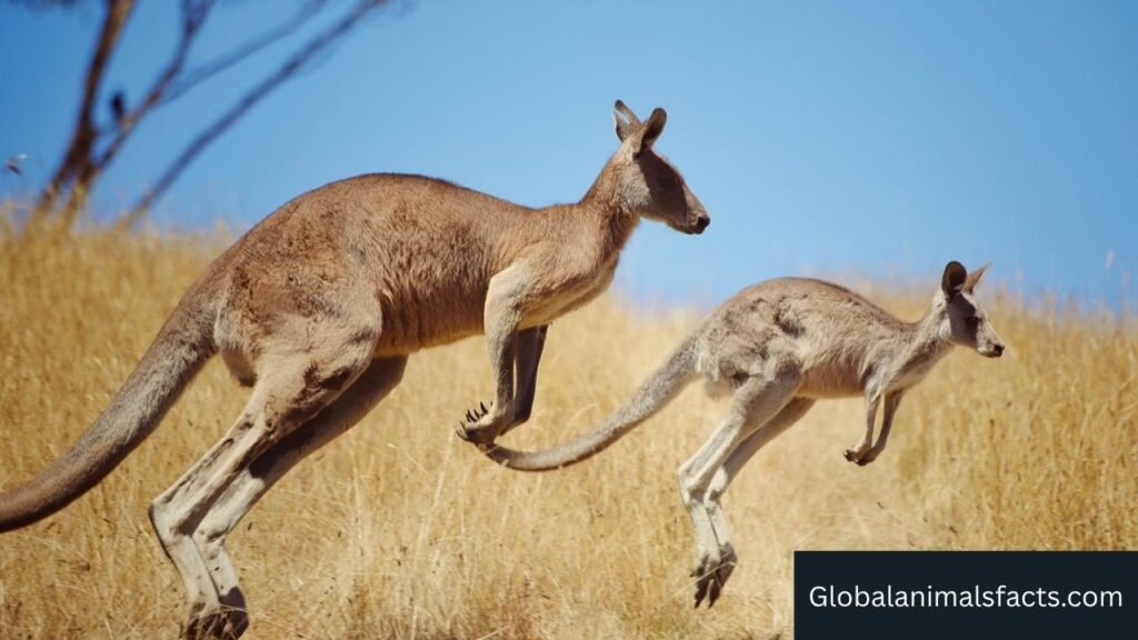 animals with pouch