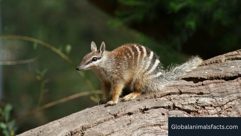 mammals with pouches