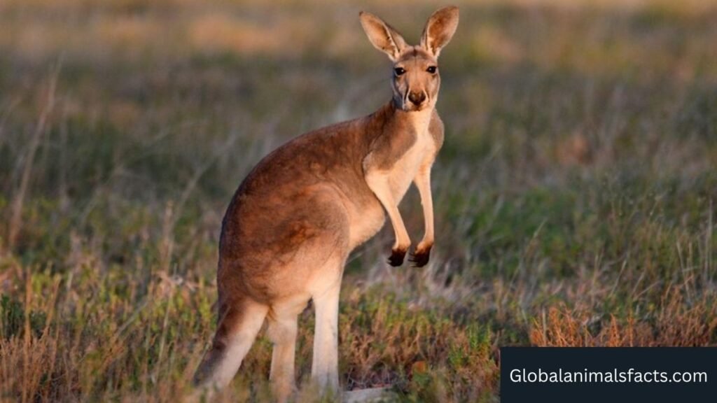 what animal has long ears