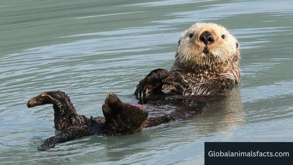 animals with hair