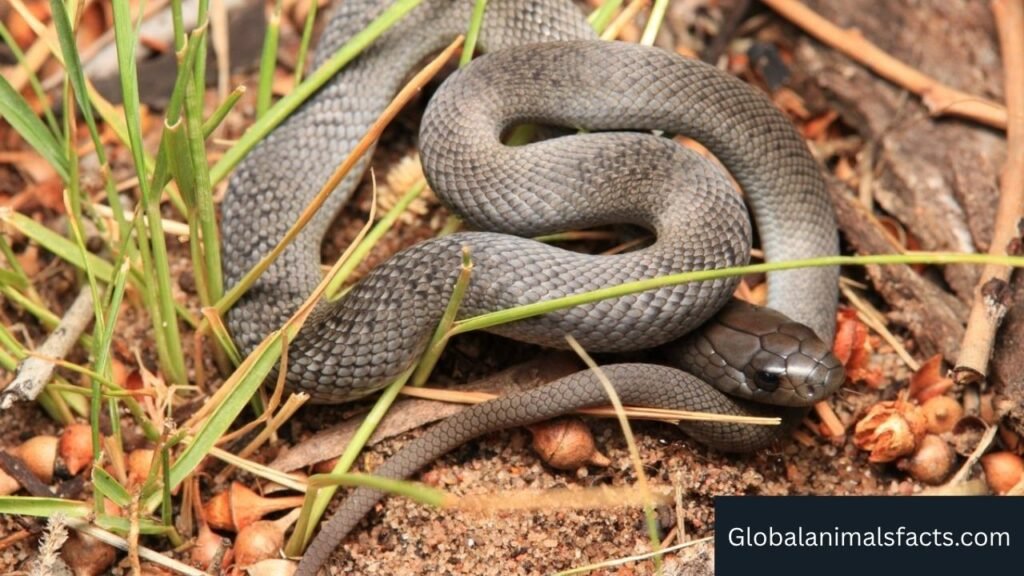 animals that swallow their food
