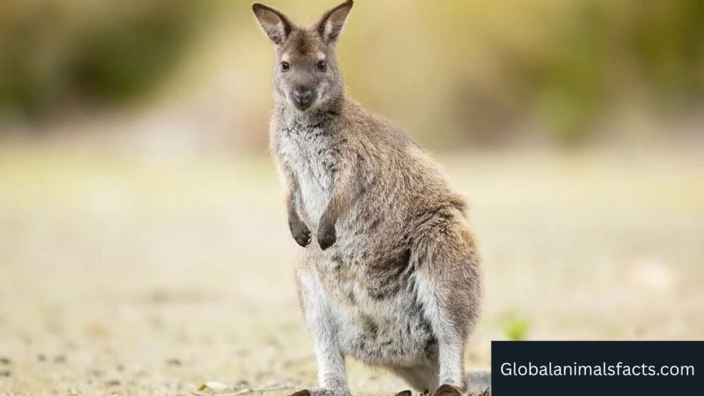 pouch animals