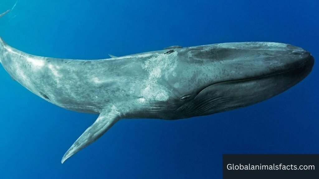 animals that swallow their food whole in the world