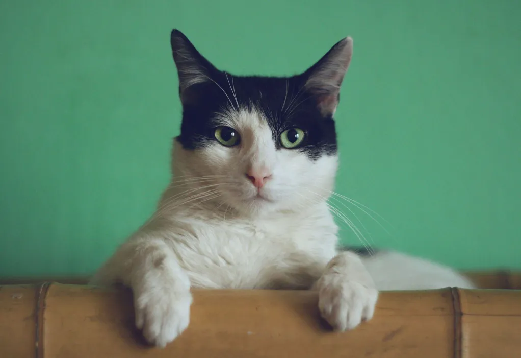 What Does It Mean When a Cat Sleeps With Its Back to Its Owner?