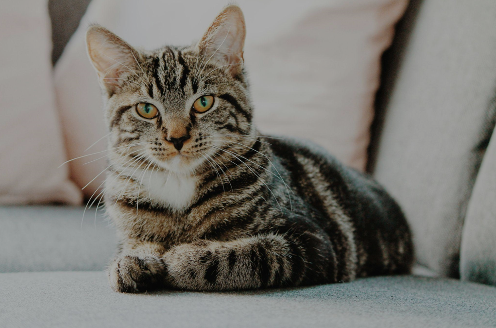 What Does It Mean When a Cat Sleeps With Its Back to Its Owner?