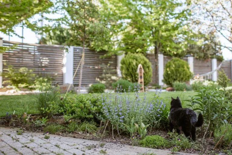 How to Create a Cleaner, More Cat-Friendly Backyard