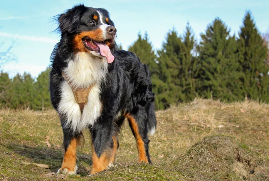 Why Do Large Dogs Need More Support as They Age
