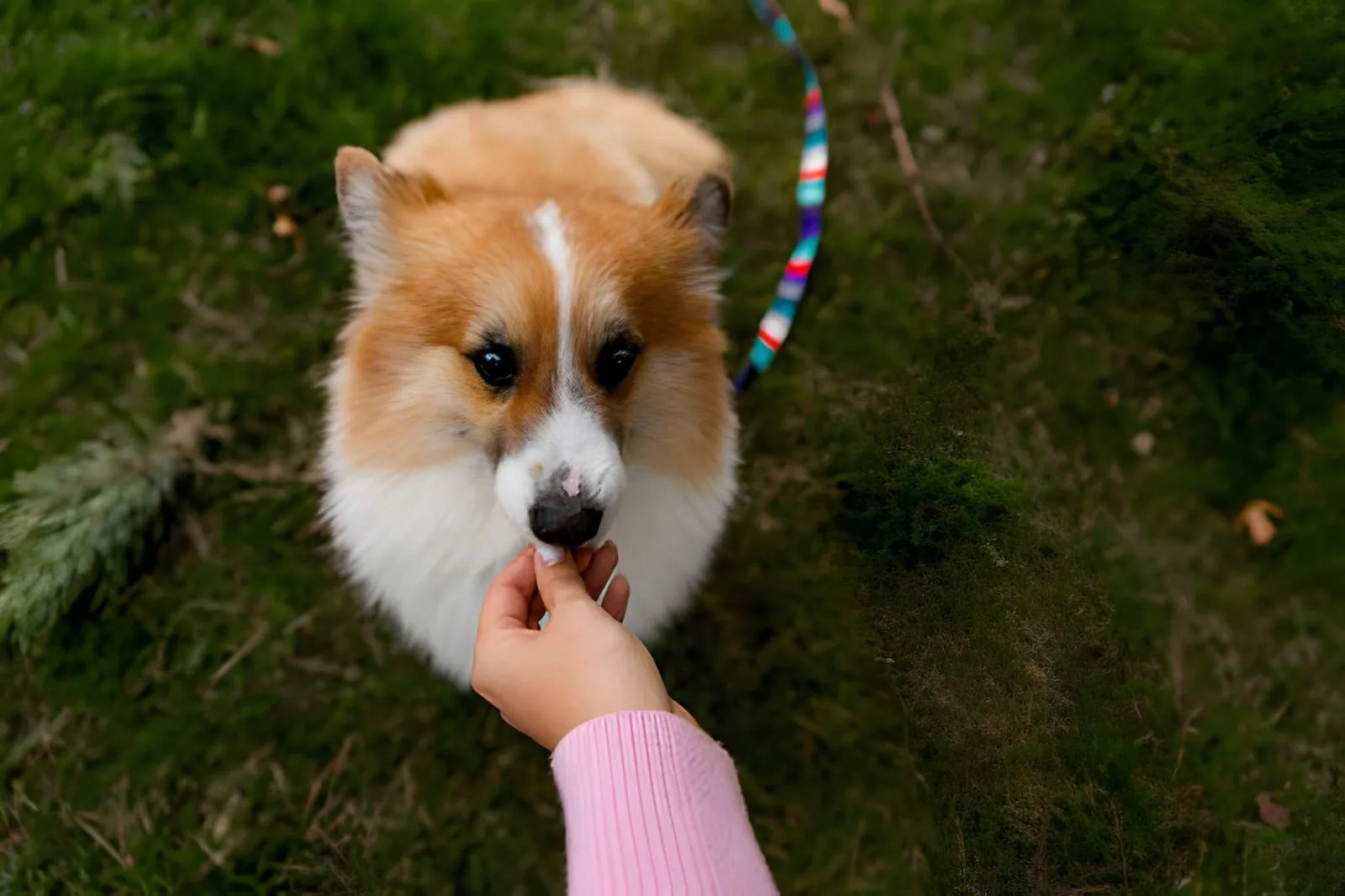 Best Crunchy Treats for Dogs