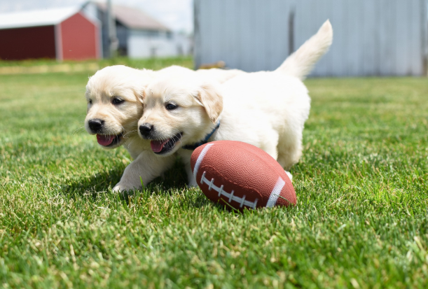 5 Best Golden Retriever Breeders in Pennsylvania Compared