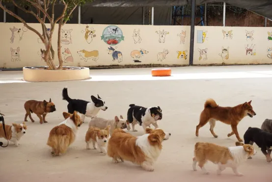 How to Choose the Right Boarding Option for Your Dog Without Regretting It Later