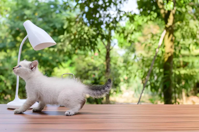 Munchkin Breed What a Future Kitten Owner Needs to Know