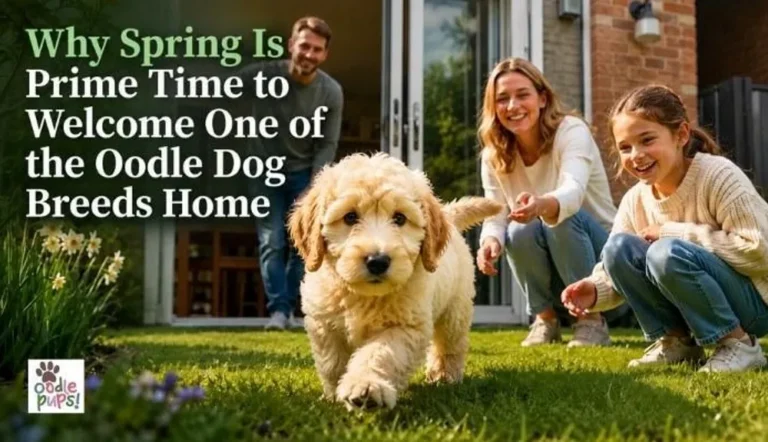 Why Spring Is Prime Time to Welcome One of the Oodle Dog Breeds Home