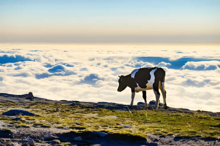 9 High-Altitude Animals Built to Survive Above the Clouds