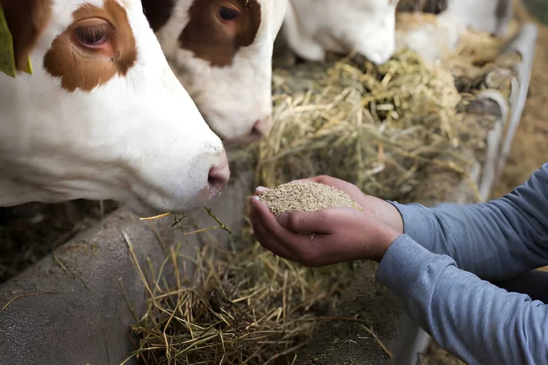 Why Nutrient Bioavailability is the Future of Animal Feed Formulation
